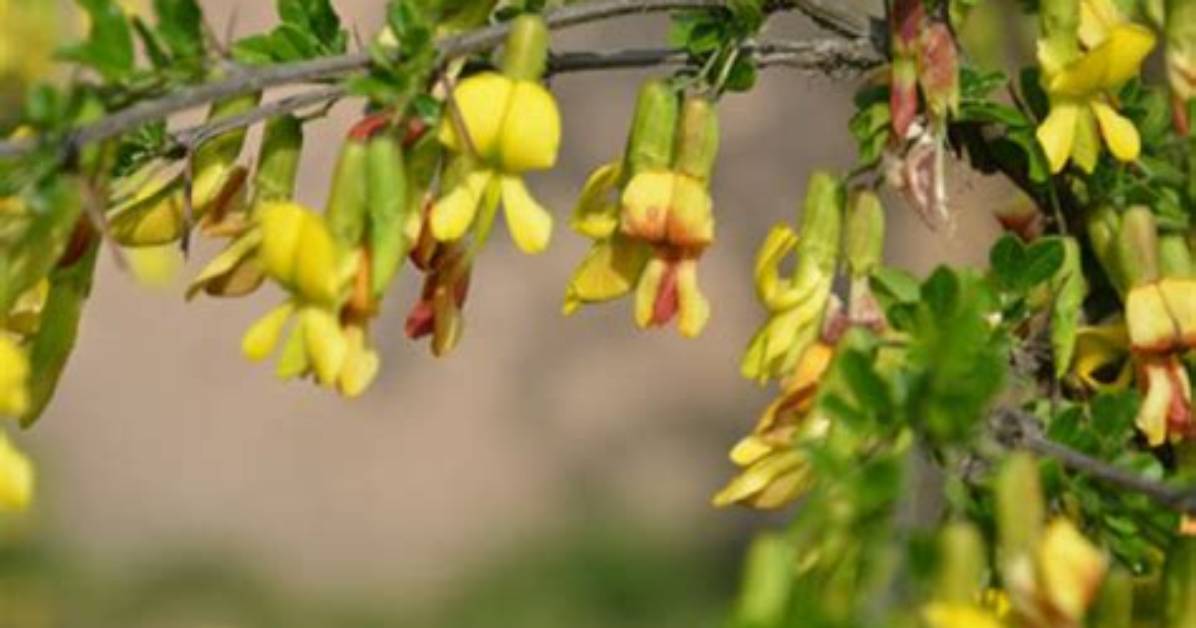 What Does Caragana Mean?