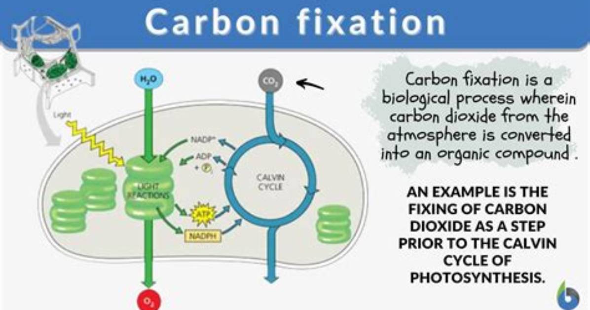 What Does Carbon Fixation Mean