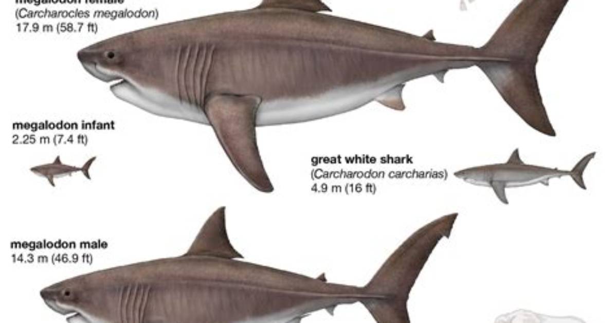 What Does Carcharodon Megalodon?