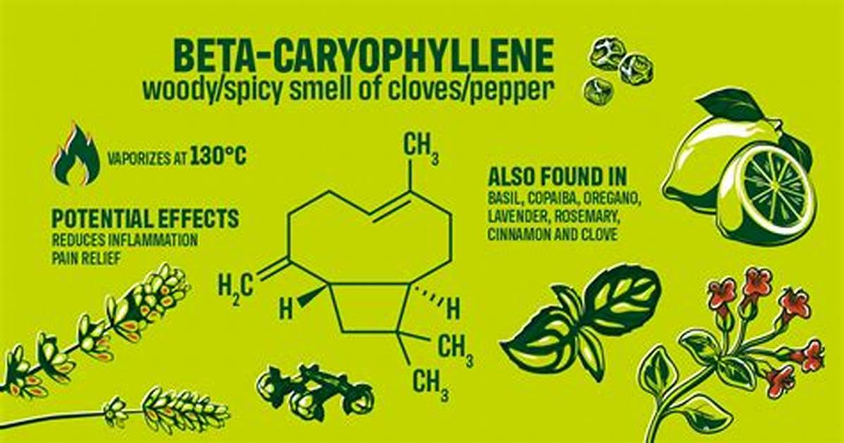 What Does Caryophyllene Smell Like?