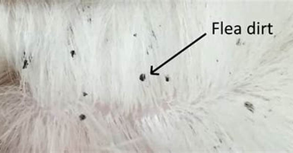 What Does Cat Flea Dirt Look Like?