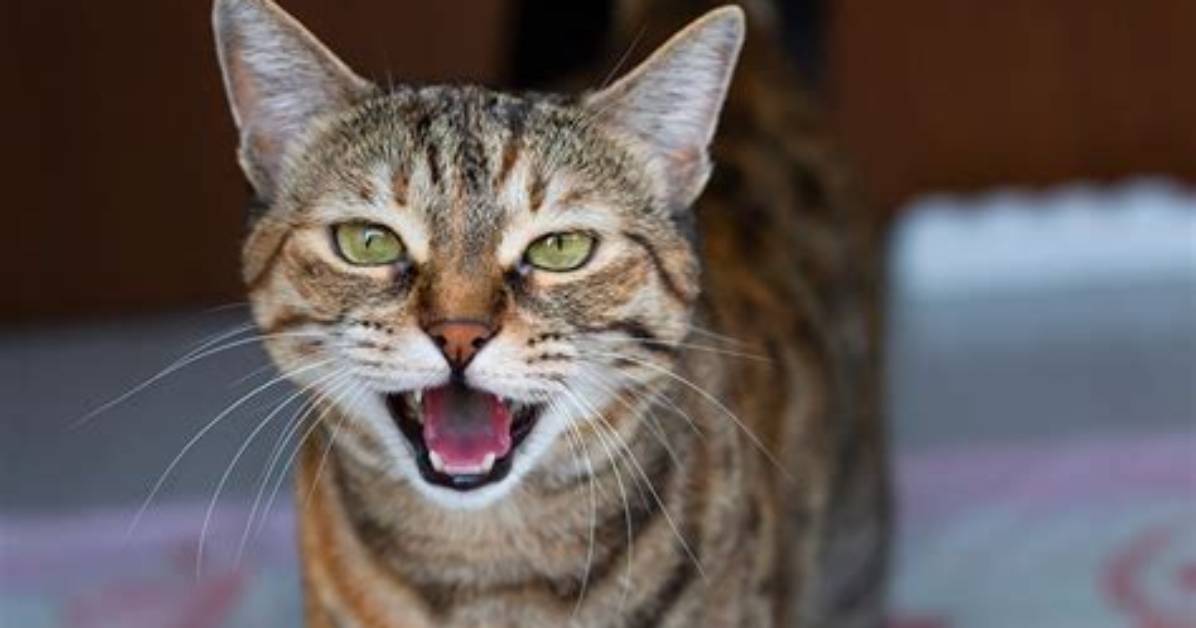 What Does Caterwauling Do?