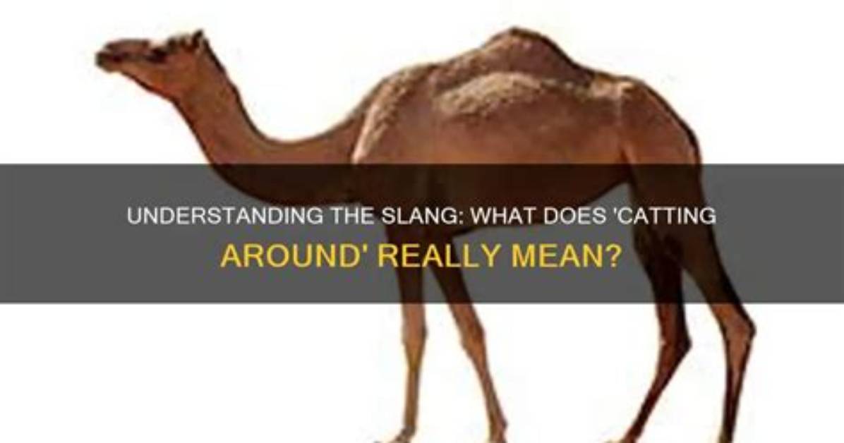 What Does Catting Around Mean?