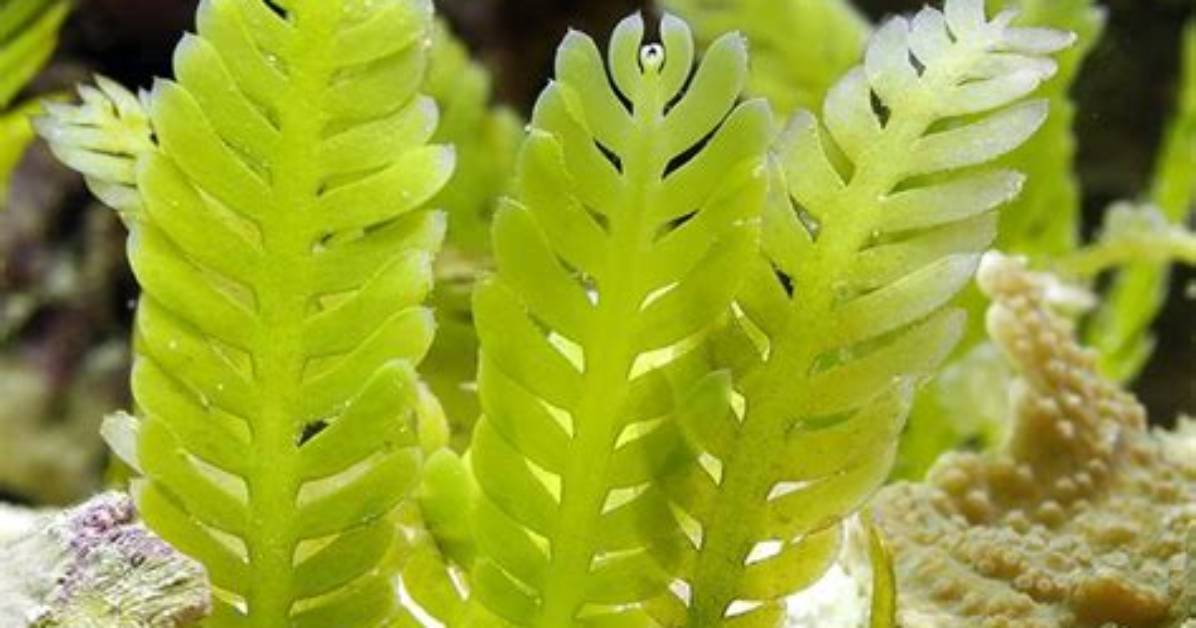 What Does Caulerpa Look Like?