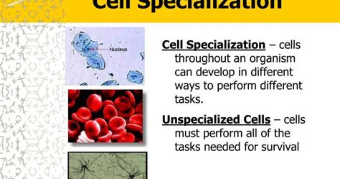 What Does Cell Specialization Allow Cells to Do