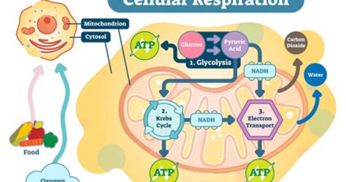 What Does Cellular Refer to?