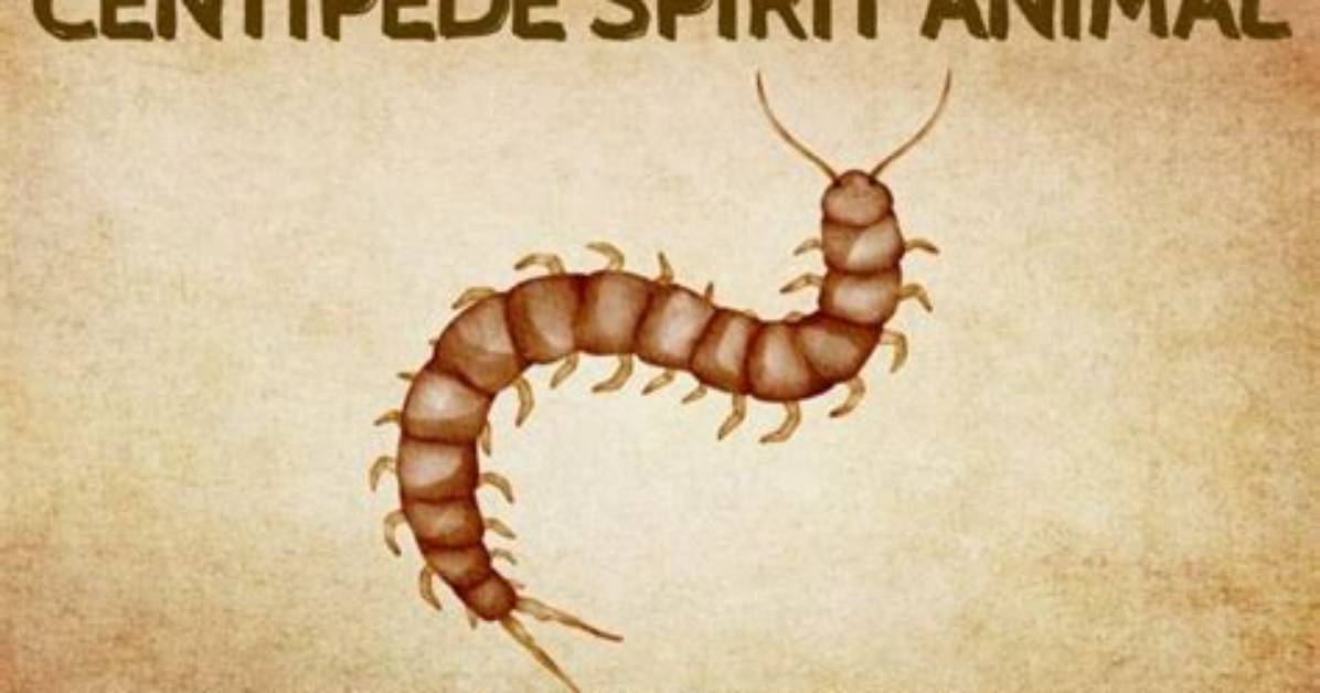 What Does Centipede Symbolize?