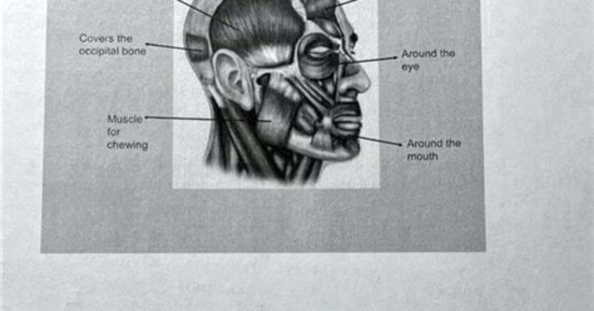 What Does Cephalus Mean?