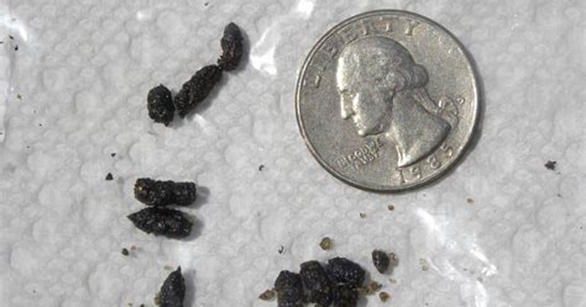 What Does Chipmunk Poop Look Like