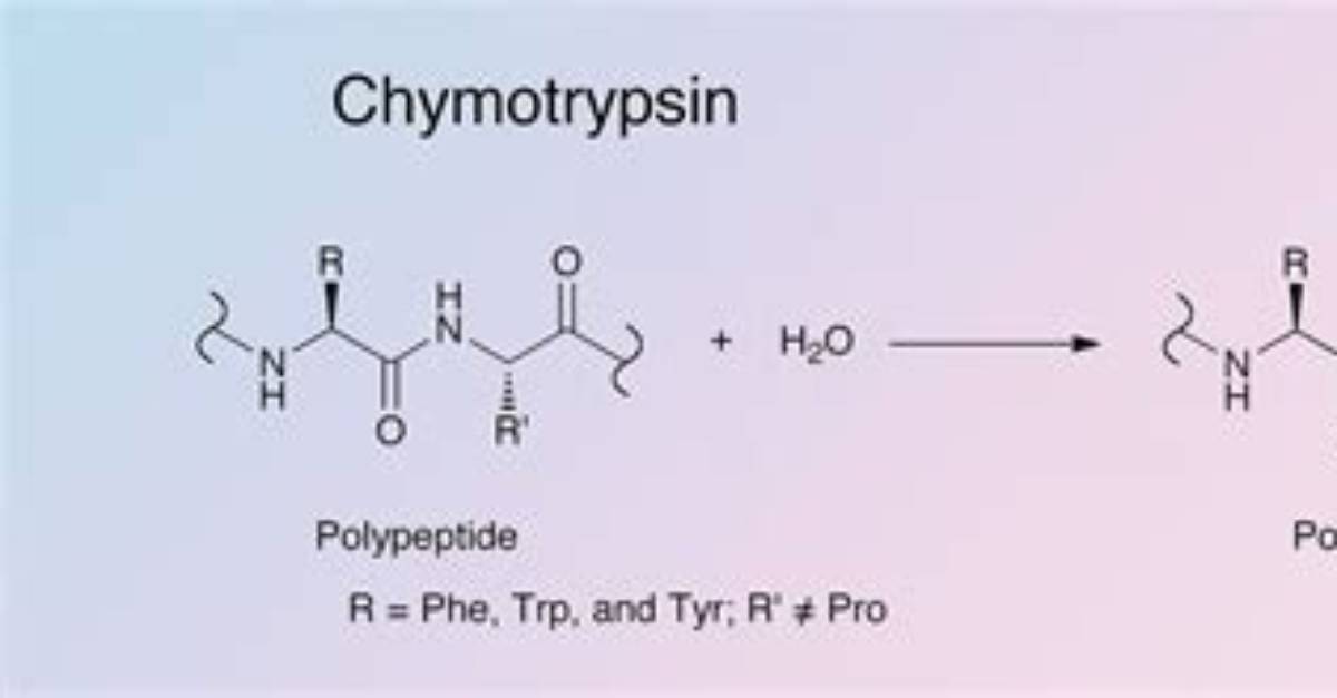 What Does Chymotrypsin Cleave?