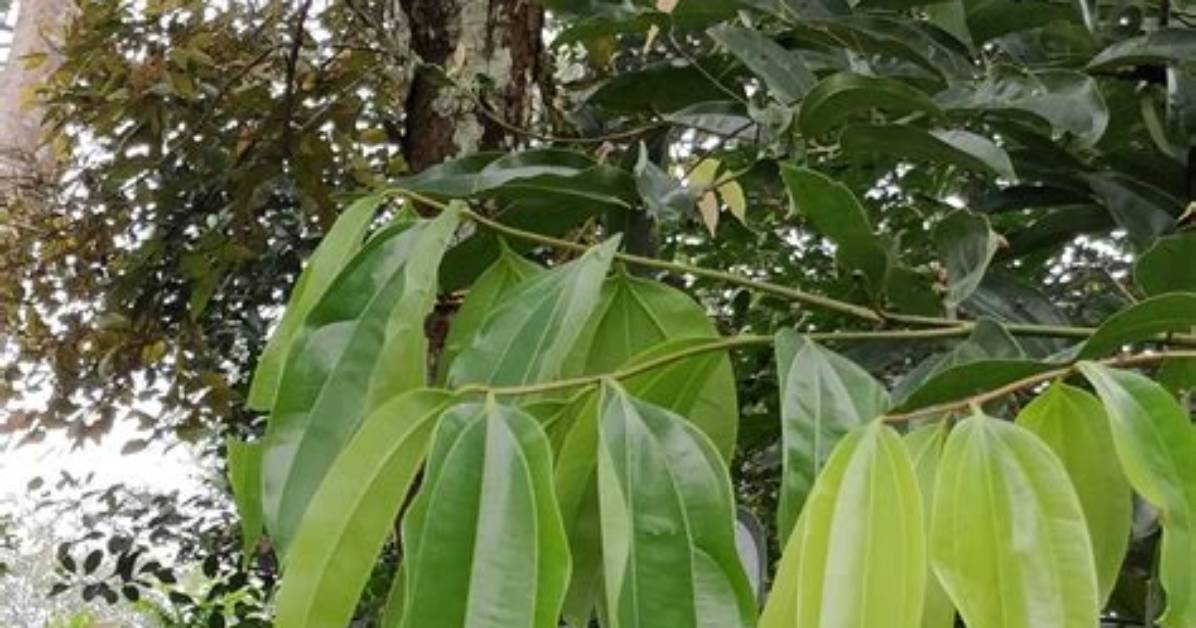 What Does Cinnamomum Mean?