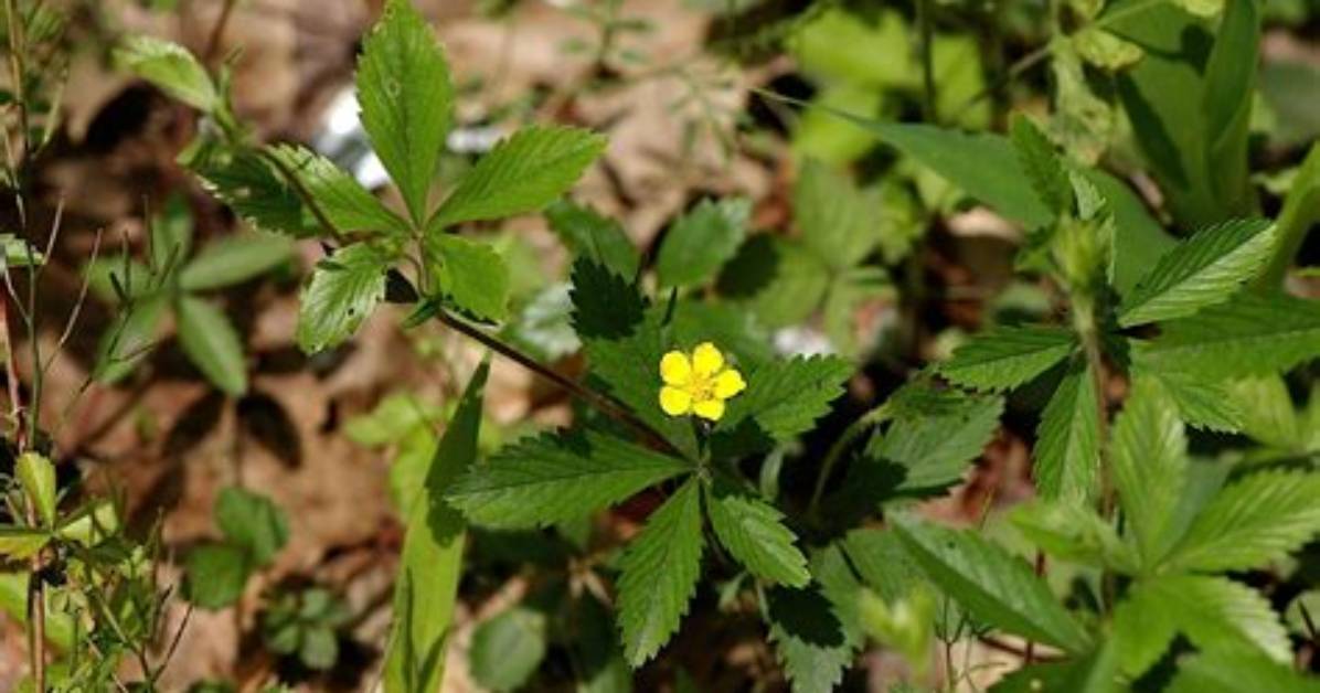 What Does Cinquefoil Look Like