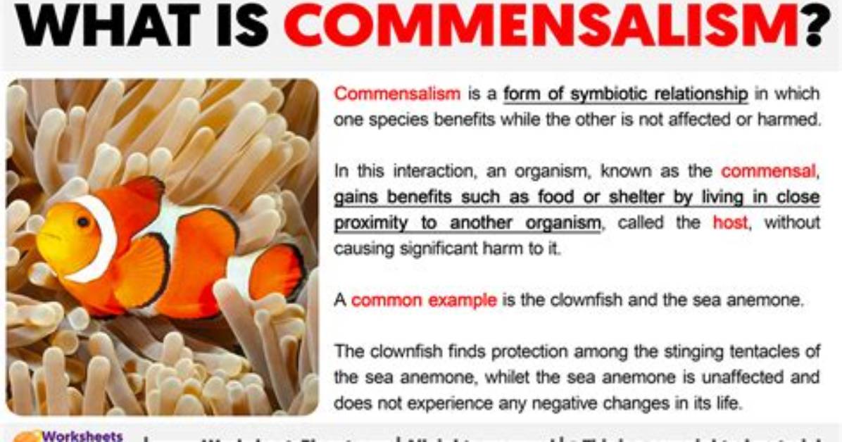 What Does Commensalism Mean?