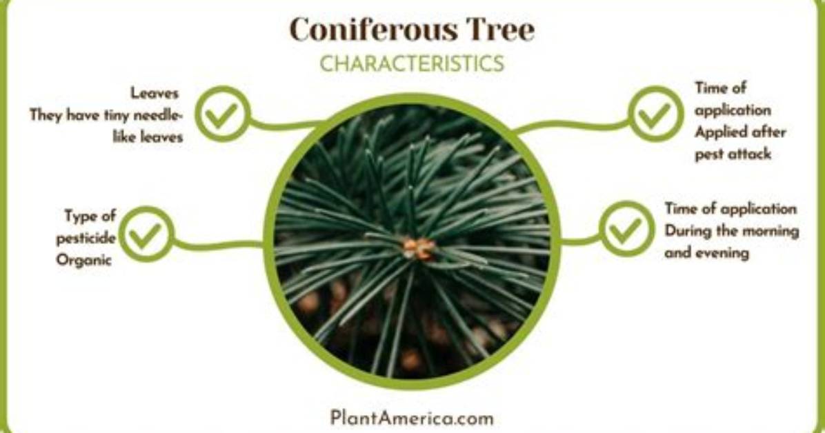 What Does Coniferous Tree Mean?