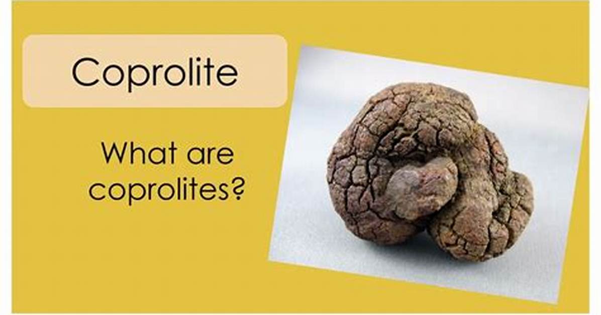 What Does Coprolite Mean?
