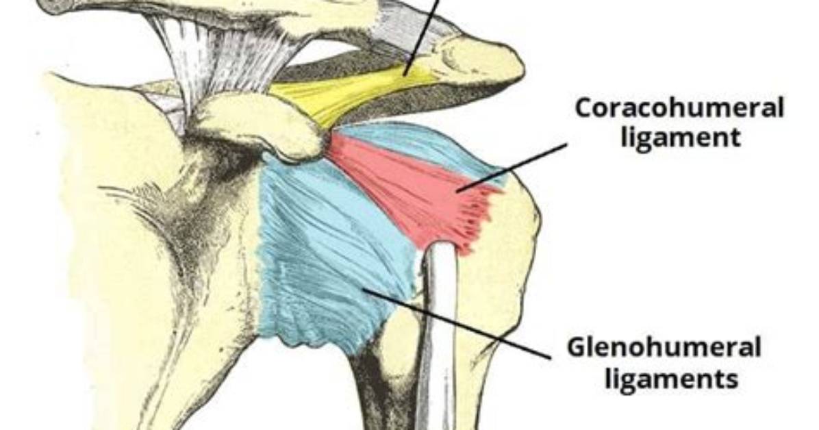What Does Coracohumeral Mean?