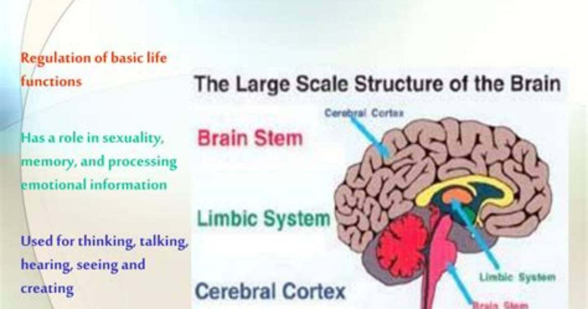 What Does Cortical and Subcortical Mean?