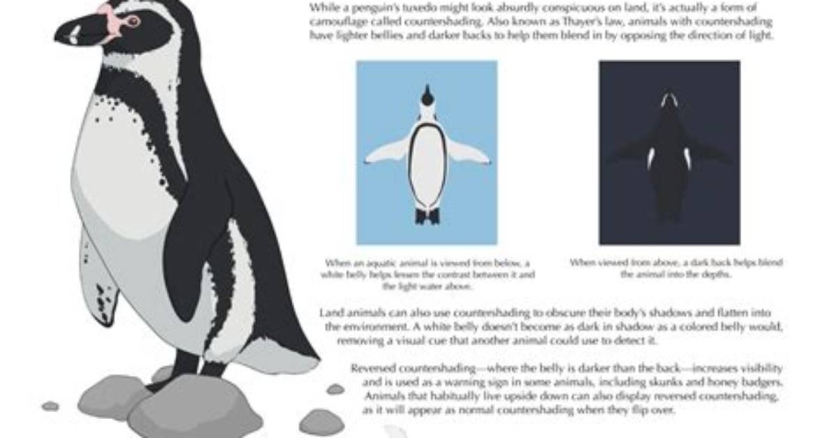 What Does Countershading Mean?