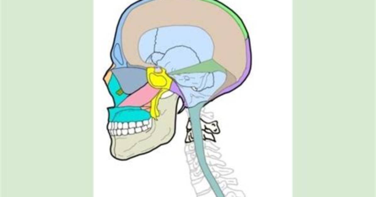 What Does Craniosacral Mean