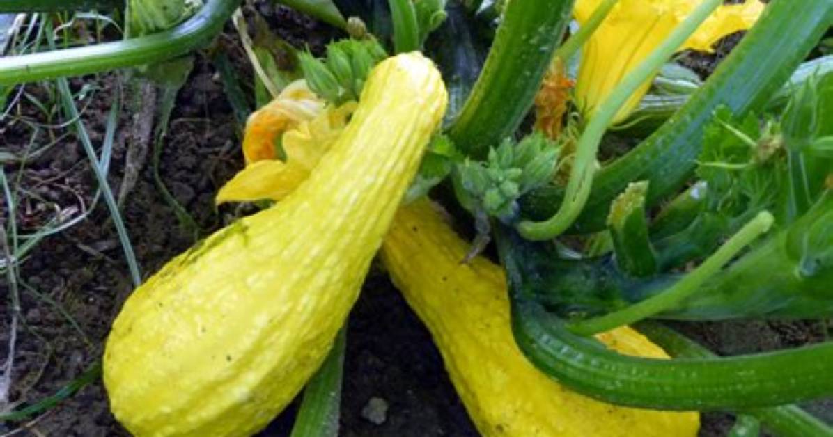 What Does Crookneck Squash Look Like