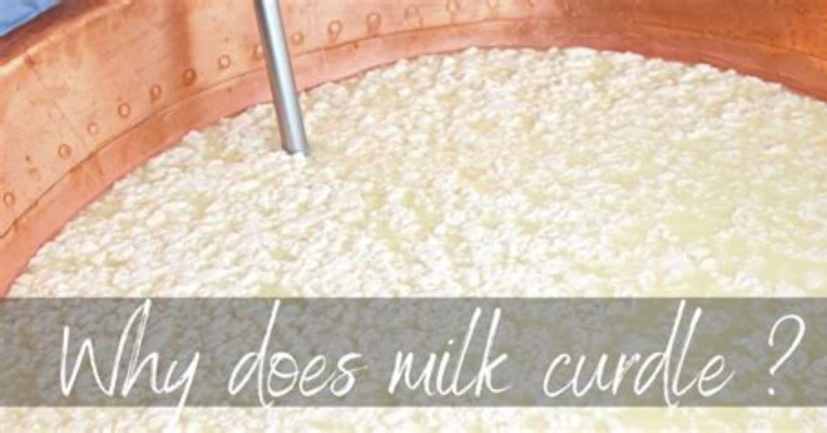 What Does Curdle Mean?