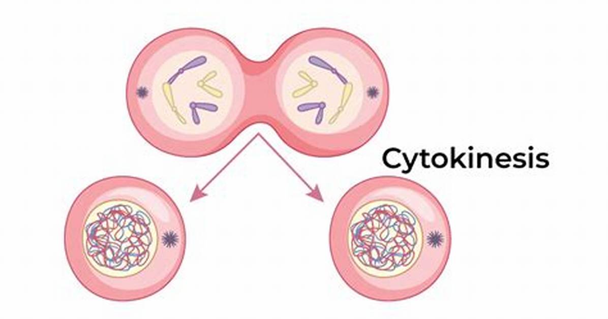 What Does Cytokinesis Do?