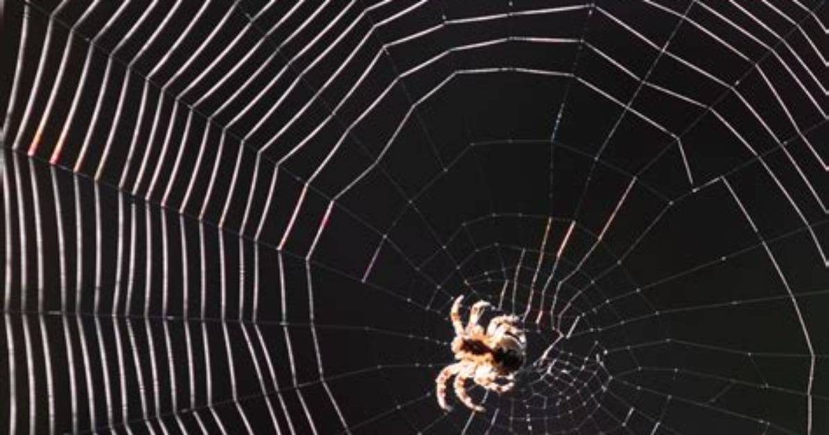 What Does D Mean in Spider?