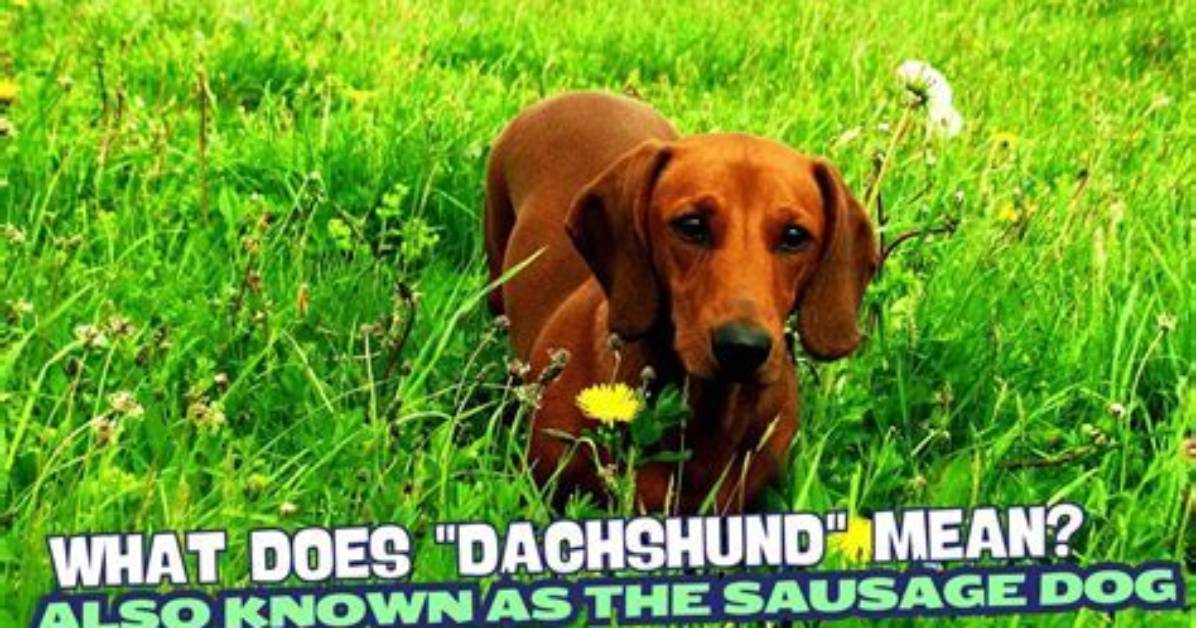 What Does Dachshund Mean?