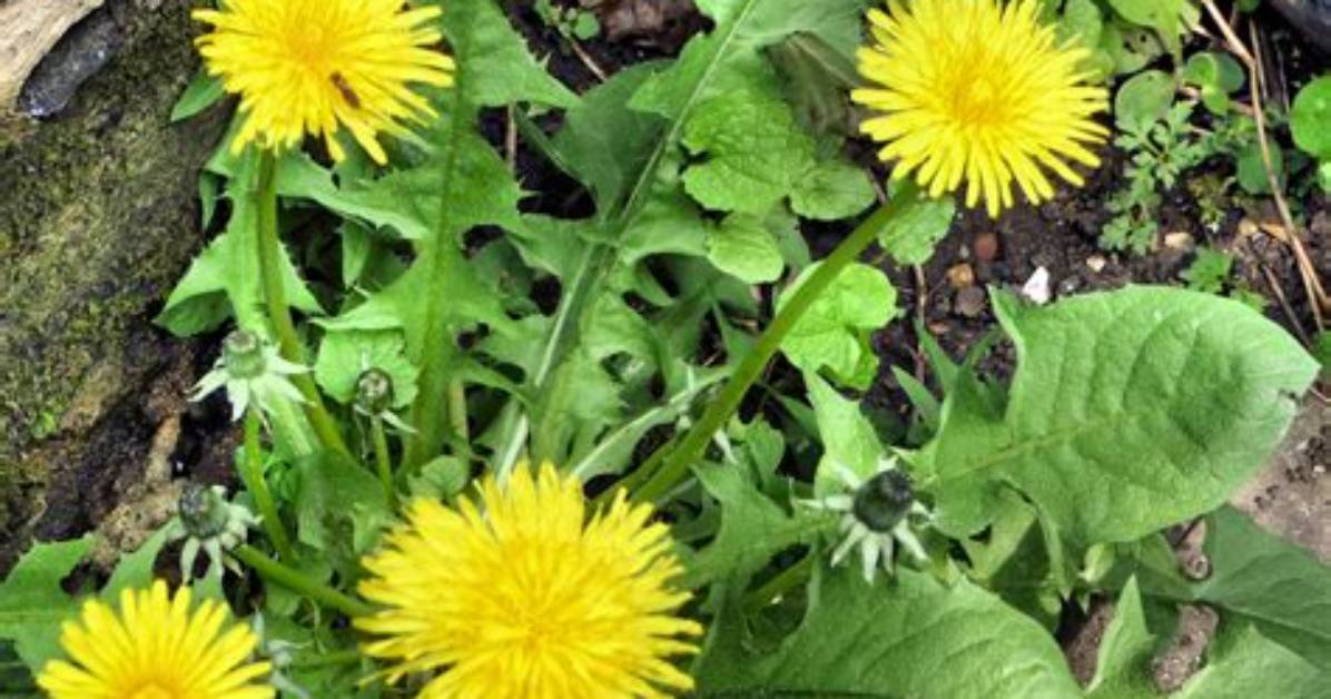 What Does Dandelions Look Like