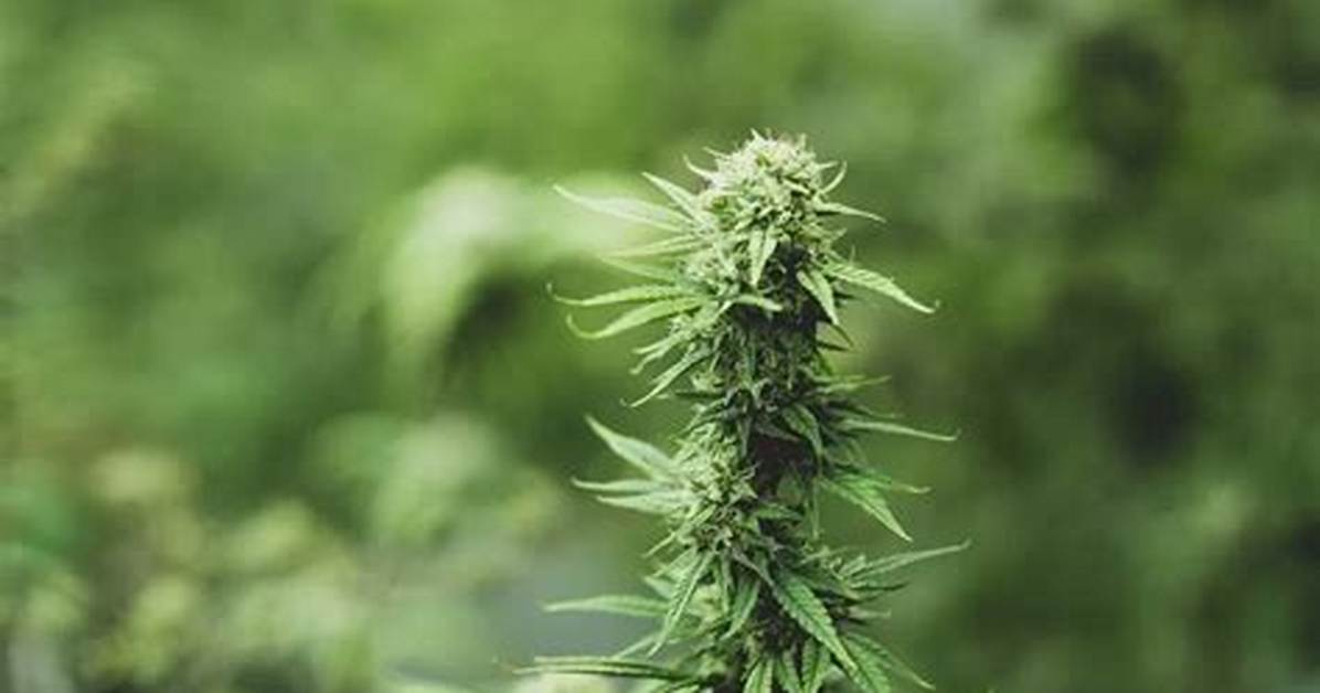 What Does Defoliation Mean?