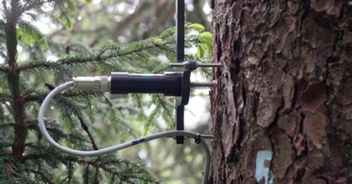 What Does Dendrometer Do?