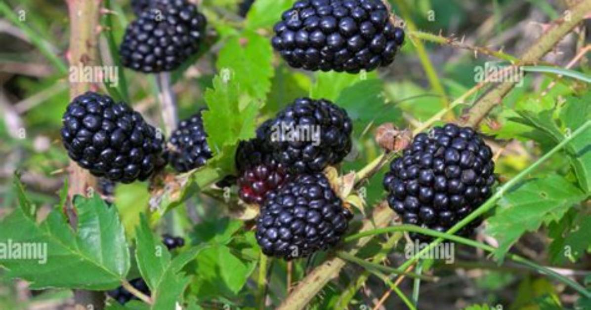 What Does Dewberries Look Like