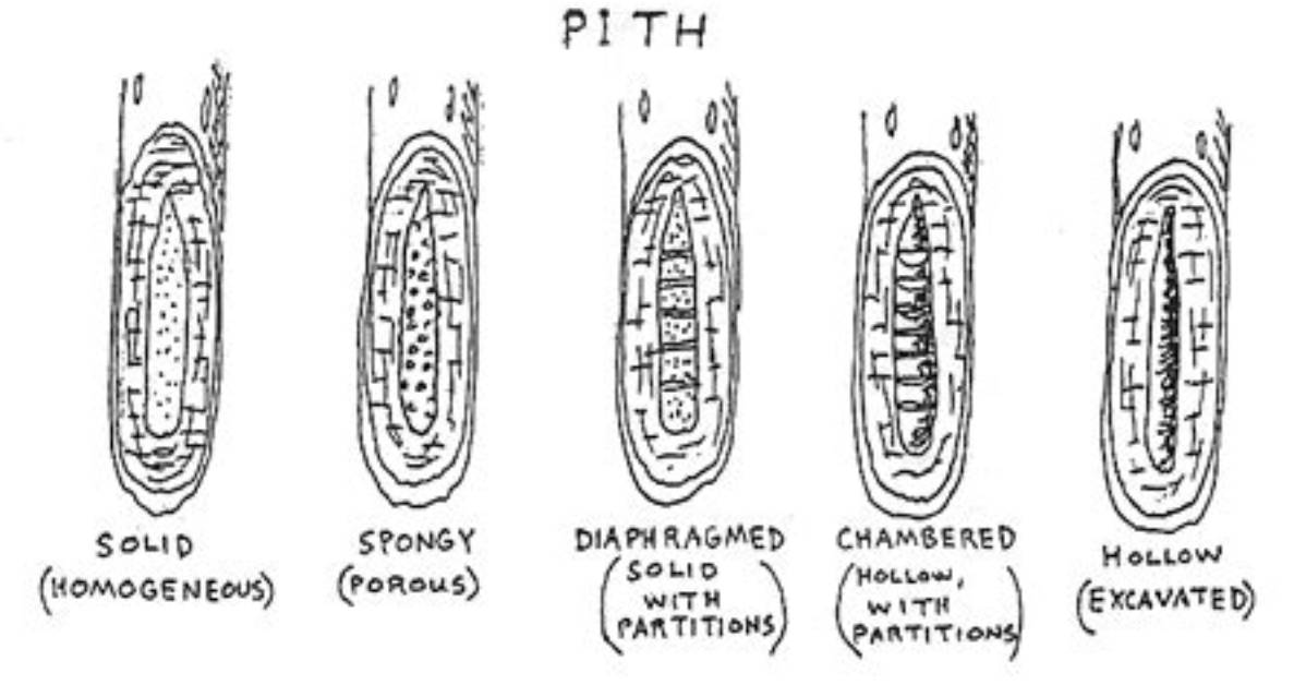 What Does Diaphragmed Pith Mean?