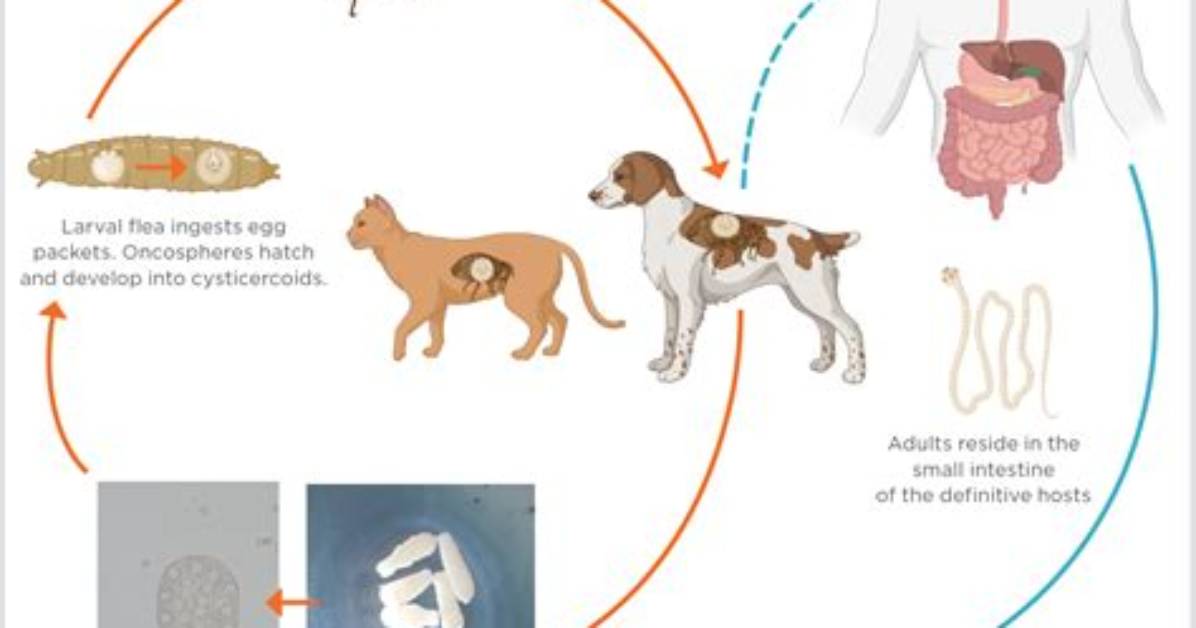 What Does Dipylidium Caninum Cause