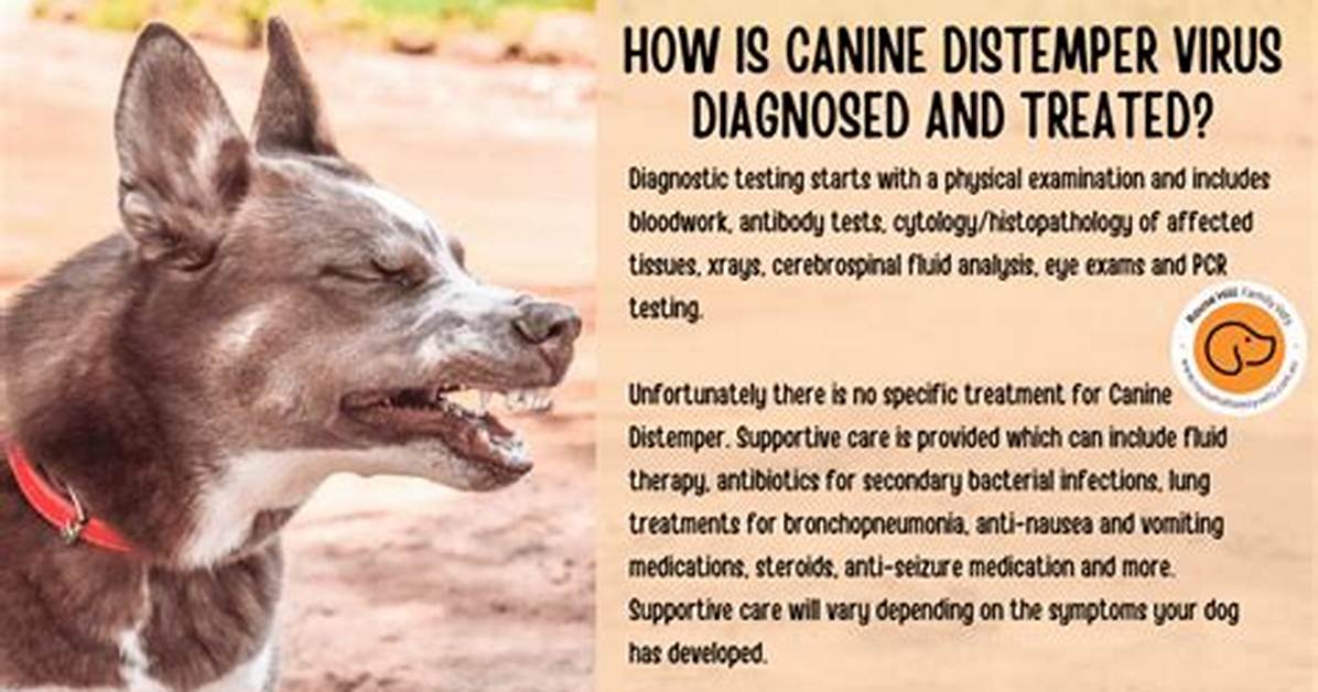 What Does Distemper Do to Dogs