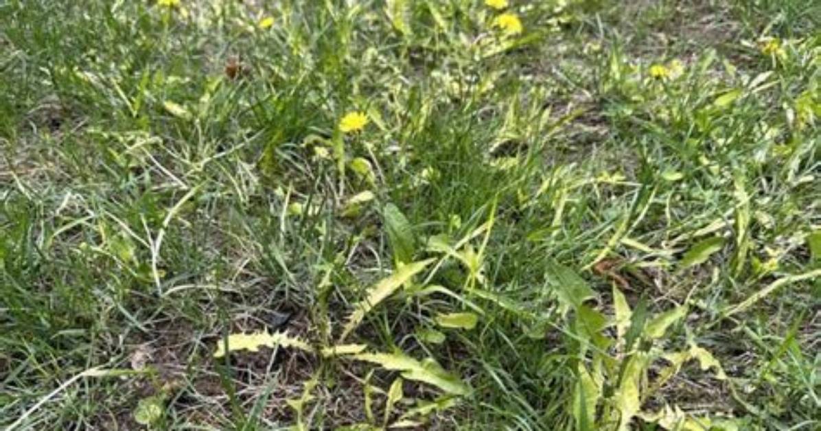 What Does Down in the Weeds Mean