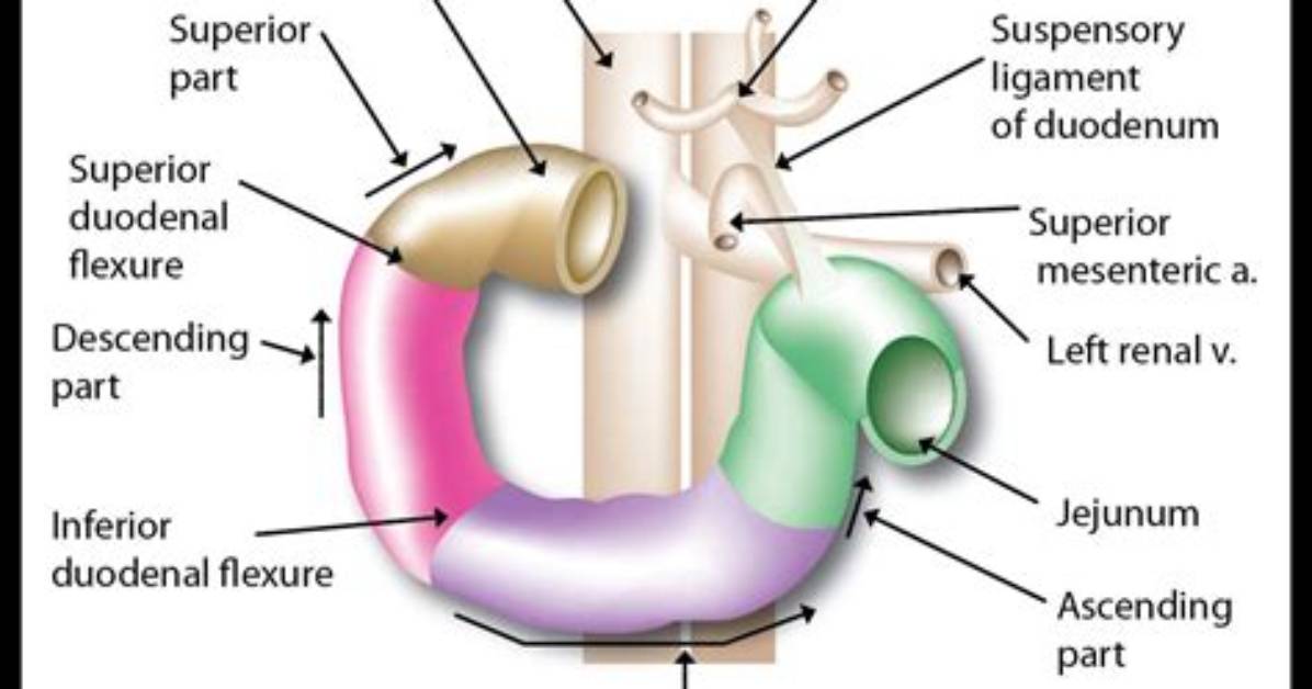 What Does Duodenum Mean in Medical Terms?
