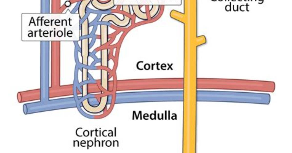 What Does Efferent Arterioles Supply?