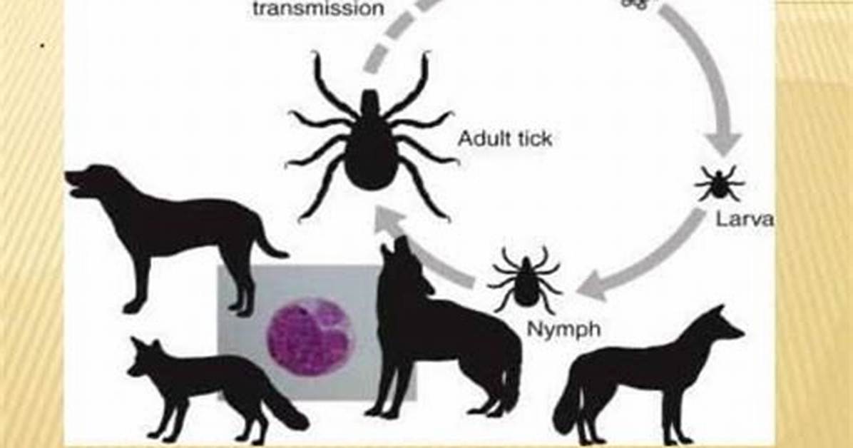 What Does Ehrlichia Do to a Dog?