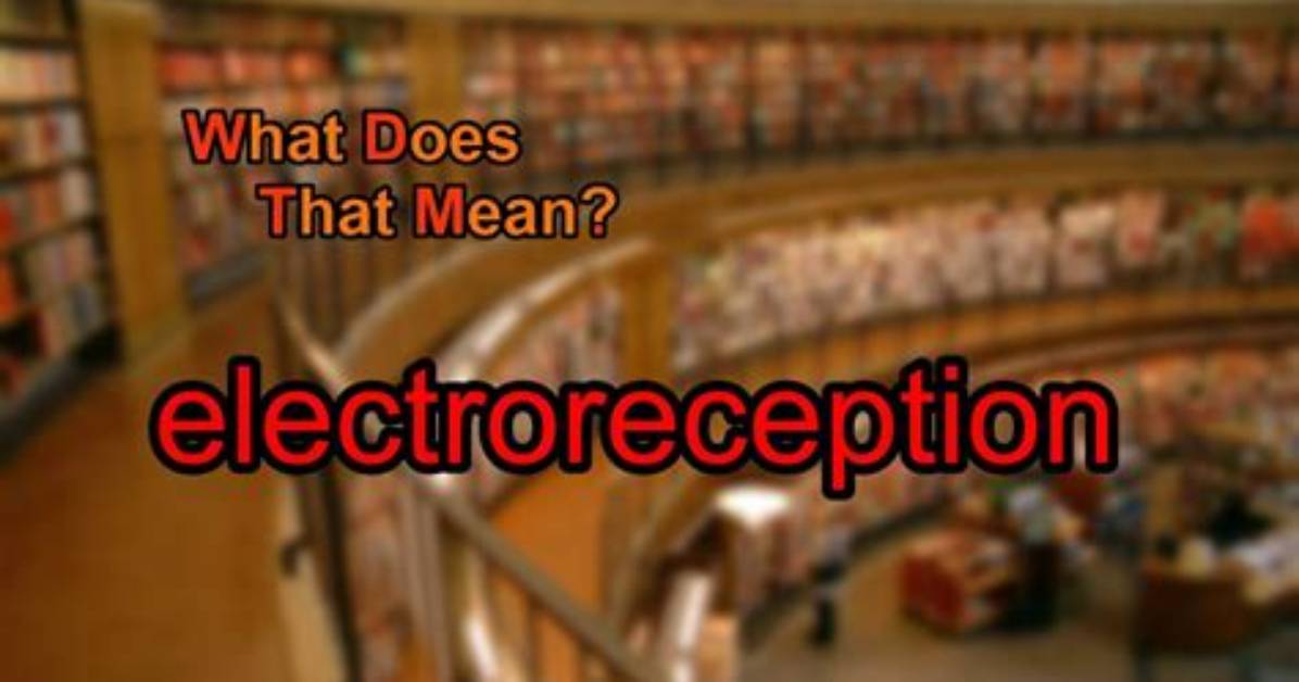 What Does Electroreception Mean?