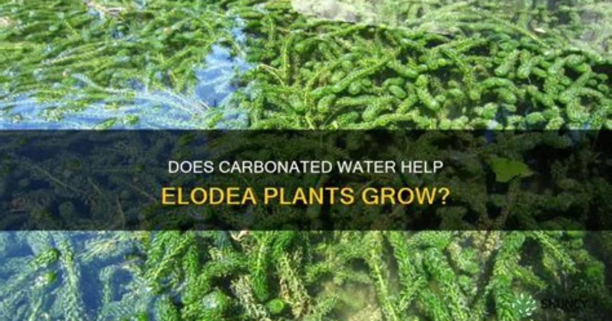 What Does Elodea Mean?