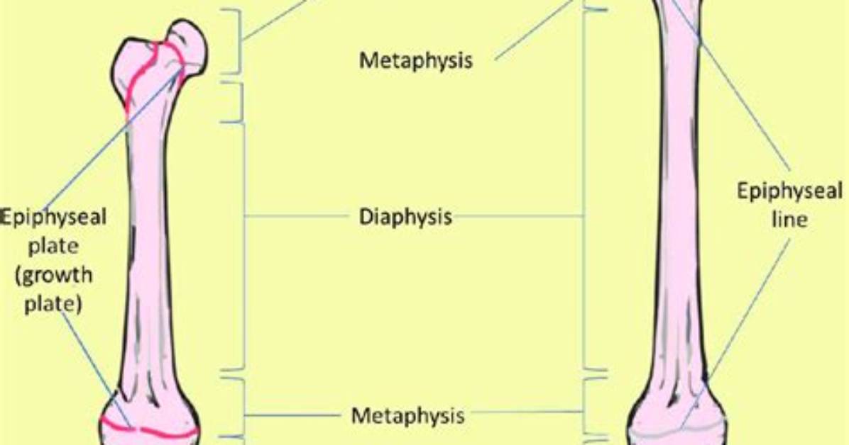 What Does Epiphyseal Mean