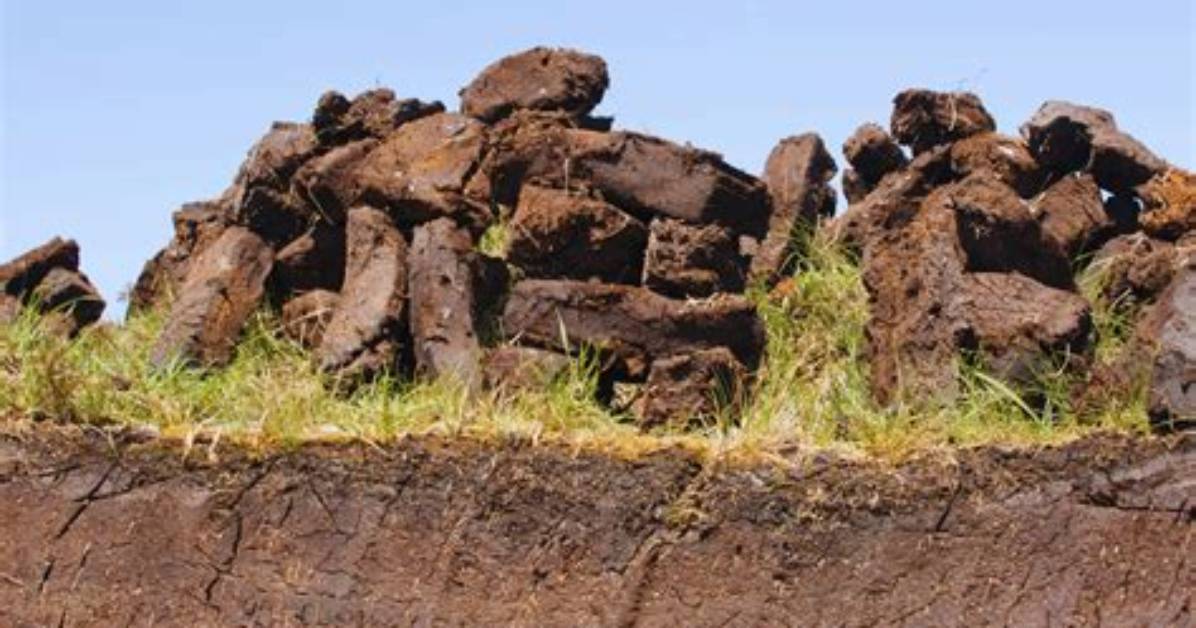 What Does Ericaceous Compost Contain?