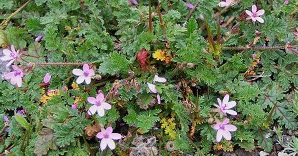 What Does Erodium Look Like?