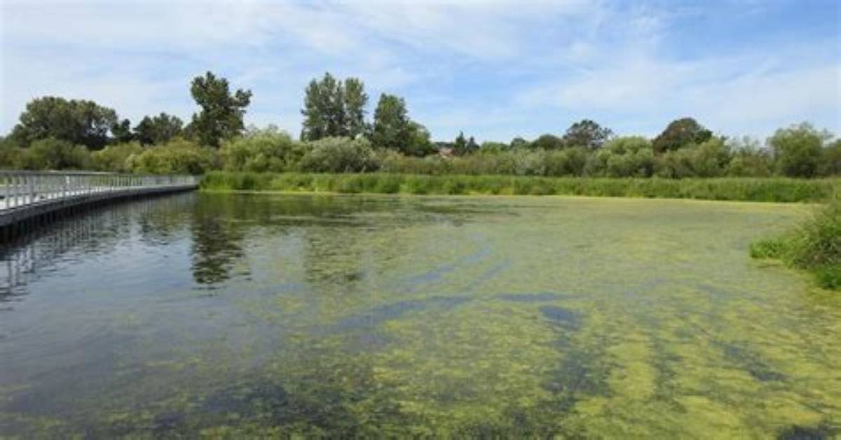 What Does Eutrophic Lake Mean?