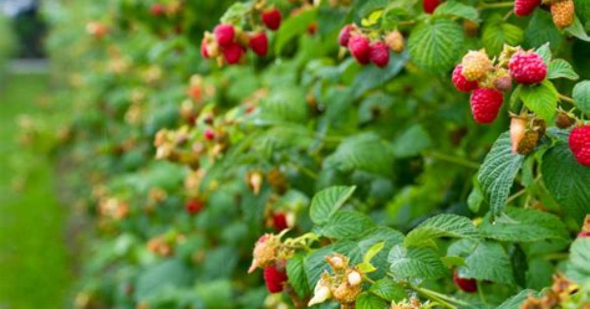 What Does Everbearing Raspberry Mean