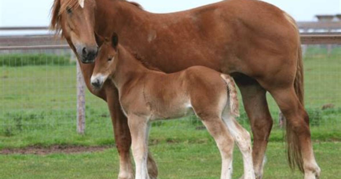 What Does Filly Mean?