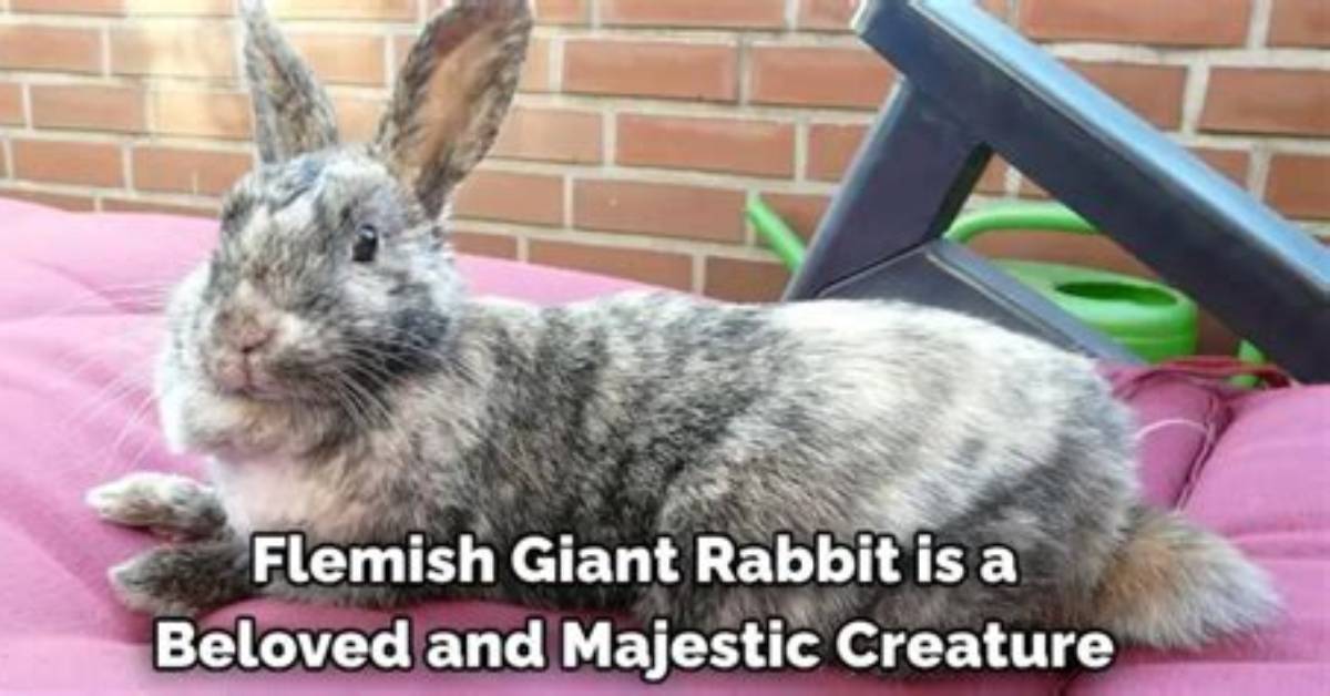 What Does Flemish Mean?