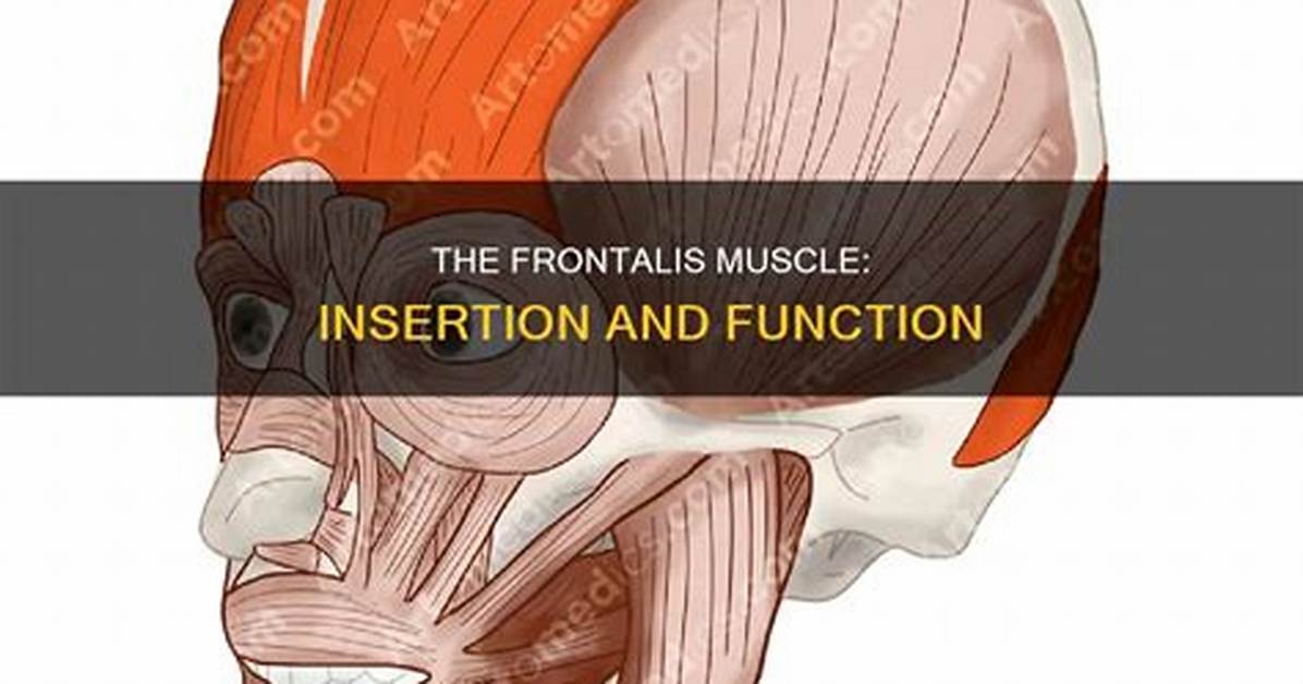 What Does Frontalis Mean? | Contextresponse. Com