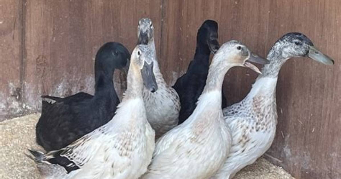 What Does Fully Feathered Mean?